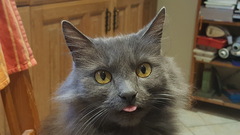 Just how do you get a good photo of you cat because mine just won't stay still