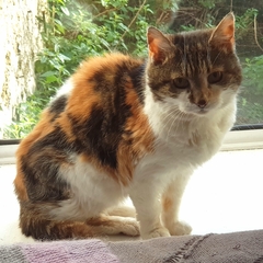 Oldest age cat you've had?