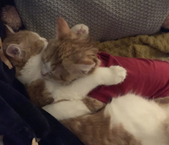 Female Ginger Kitten (and humble brag)