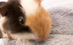 To ask you to post pictures of your pets?