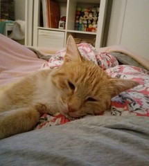 Female Ginger Kitten (and humble brag)