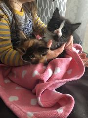 Letting Kittens out