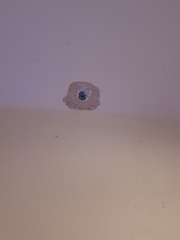Any Plasterers About?