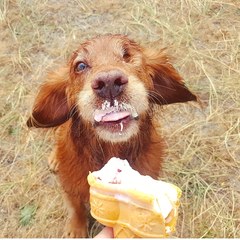 To ask you to post pictures of your pets?