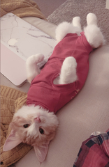 Female Ginger Kitten (and humble brag)