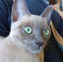 To ask you to post pictures of your pets?