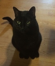 To ask you to post pictures of your pets?