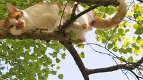 Missing Cat :-(