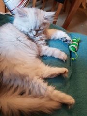To ask you to post pictures of your pets?