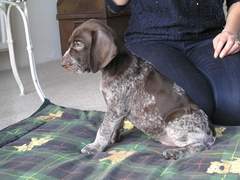 Sell me your dog