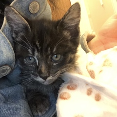 New kittens will be here in an hour (ish)!!!!