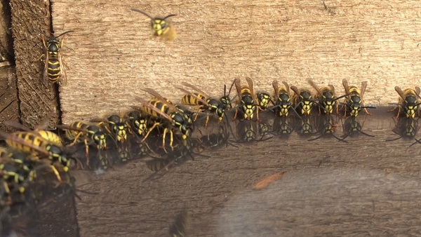 GETTING UPSET OVER A WASP???