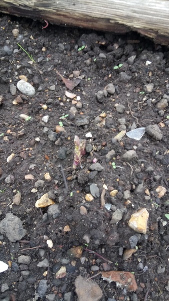 Allotment?Veg Patch Thread 13! Are we weathering the weather?