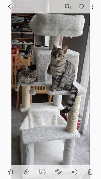 New kitten owner