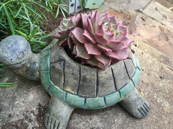 So what is this lovely red succulent (??) in my turtle?