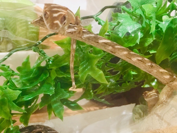 Can we have a pet photo thread? All welcome, furry, scaly, winged and more!