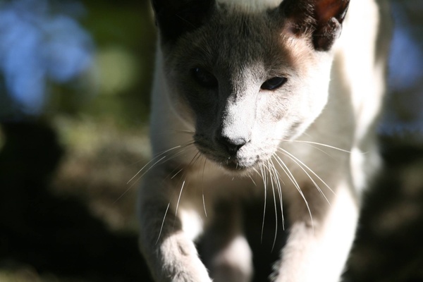 Westminstenders: The WA Vote ReDux