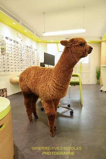 Westminstenders: Stalemate