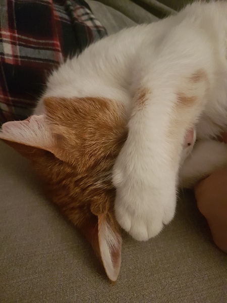 Can we have a pet photo thread? All welcome, furry, scaly, winged and more!