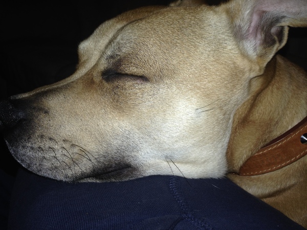 Mumsnet users share how their pet is part of the family with Animal Friends Insurance