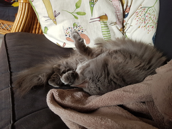 sleeping kitty