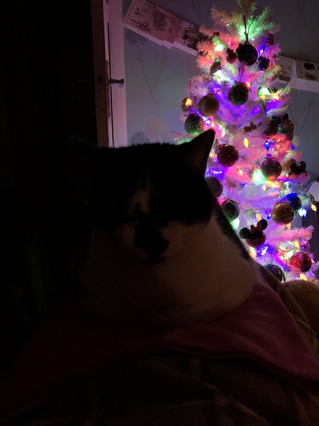 Happy Nee Cat Year