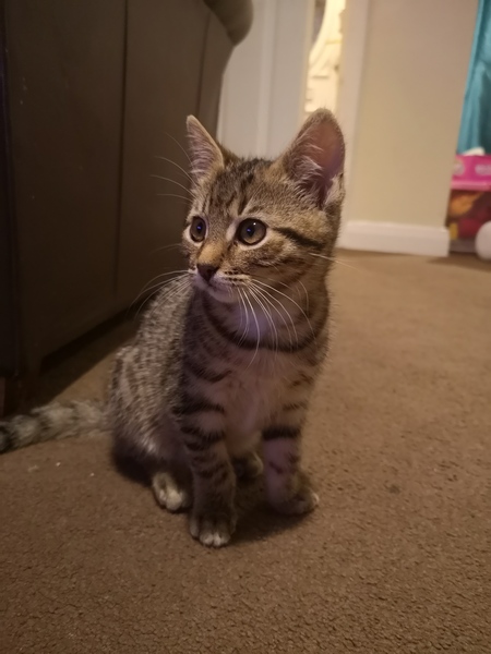 Another name my cat thread