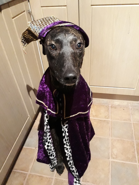 Can we have a pet photo thread? All welcome, furry, scaly, winged and more!