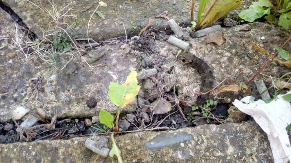 Weirdest Thing Found In Your Garden