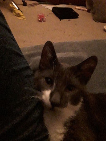 Fellow accidental cat owners, how did you end up with yours