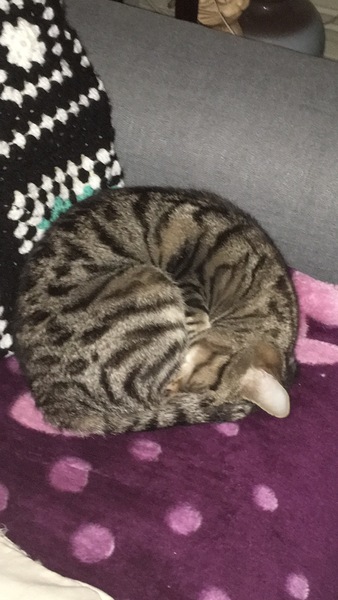 URGENT! RANDOM CAT IN HOUSE!