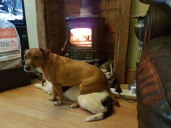 To keep a dog outside