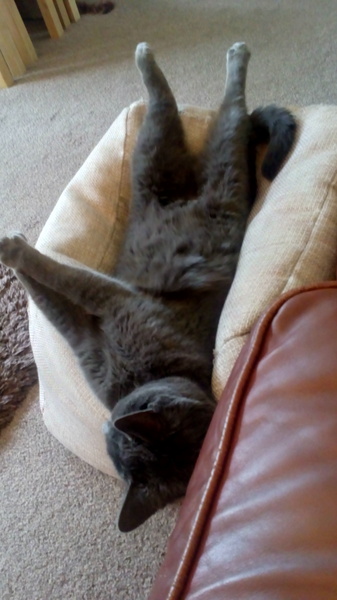 sleeping kitty
