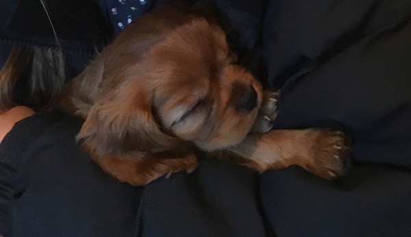 Share dog photos