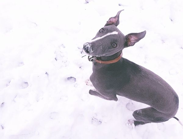 Any questions about pet health/well-being and pet insurance? Ask the experts - NOW CLOSED