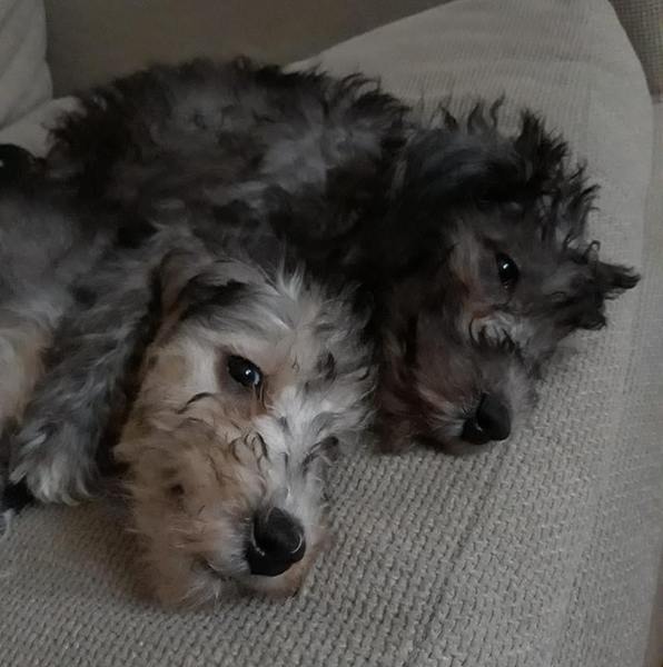 Mumsnet users share how their pet is part of the family with Animal Friends Insurance