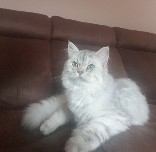Can we have a pet photo thread? All welcome, furry, scaly, winged and more!