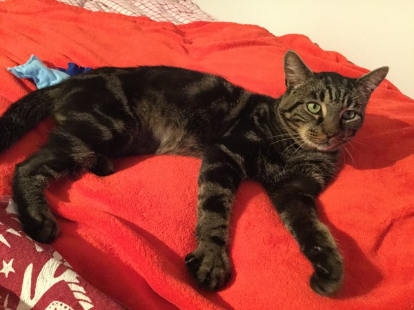 When is the right time to get new cat?