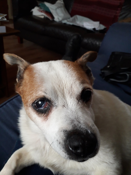 Can we have a pet photo thread? All welcome, furry, scaly, winged and more!
