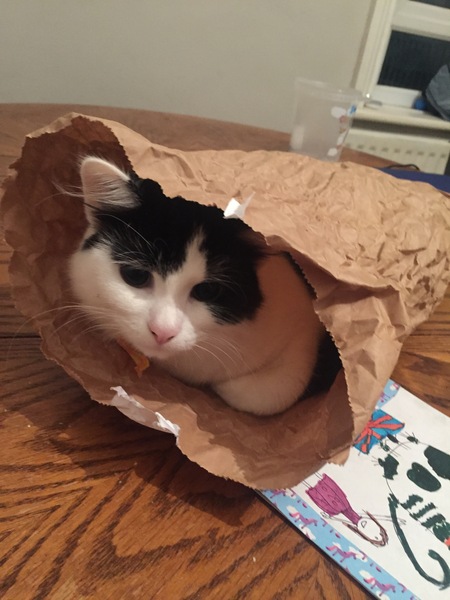 What's your DCat up to today? (Thread 7!)