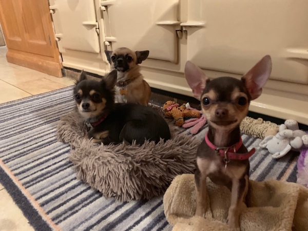Can we have a pet photo thread? All welcome, furry, scaly, winged and more!