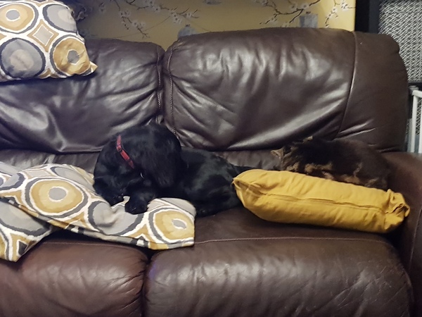 Older cat and looking after a puppy. Help needed.