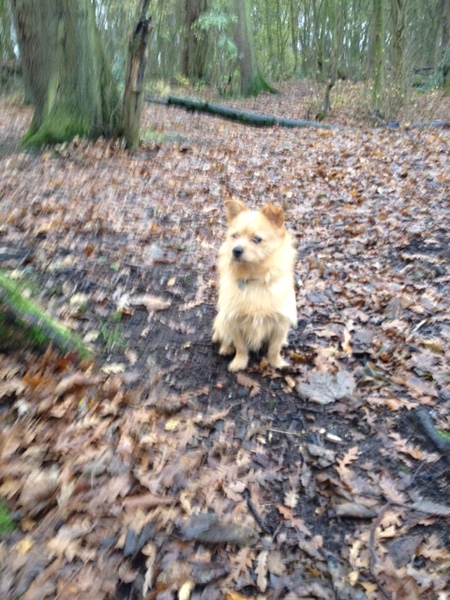 Mumsnet users share how their pet is part of the family with Animal Friends Insurance