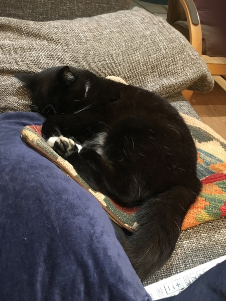 Due February 2019: here come the babies!