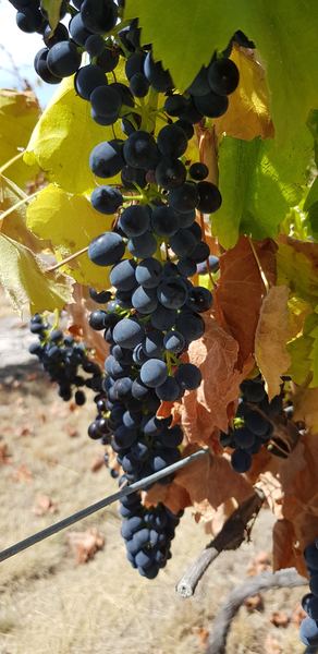 Any Witches Here? Part 6