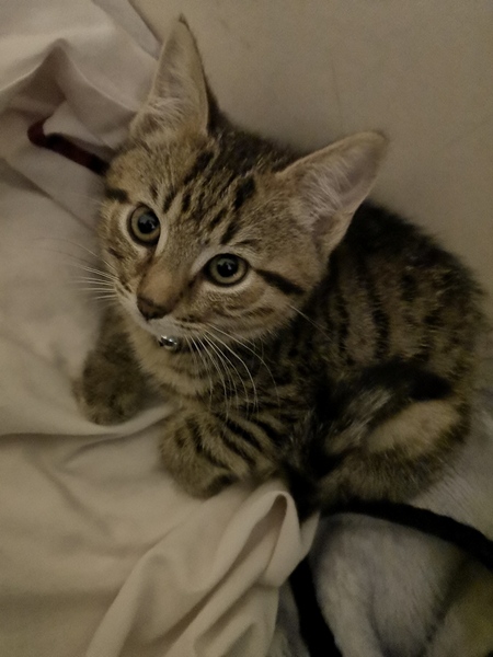 New kitten owner