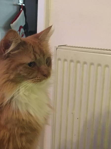 Can we have a pet photo thread? All welcome, furry, scaly, winged and more!