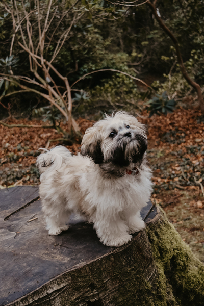 Can we have a pet photo thread? All welcome, furry, scaly, winged and more!