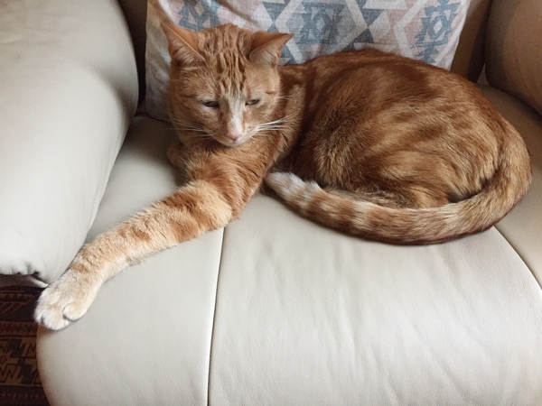 Calming cat for travel