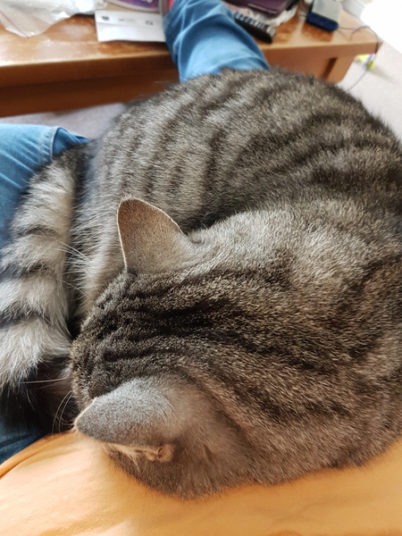 sleeping kitty